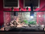 Complete set: Baardagaam + groot terrarium + toebehoren, Ophalen, Gebruikt, Verlichting