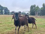 Soay schapen rammen, Dieren en Toebehoren