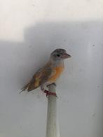 Tarin rouge mutation 2025, Dieren en Toebehoren, Vogels | Overige Vogels, Mannelijk