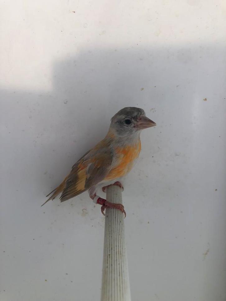 Tarin rouge mutation 2025, Dieren en Toebehoren, Vogels | Overige Vogels, Mannelijk