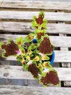Coleus inky fingers gezonde plant met sierpotje., Huis en Inrichting, Ophalen, Overige soorten, In pot, Minder dan 100 cm
