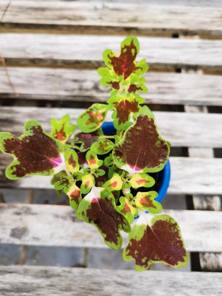 Coleus inky fingers gezonde plant met sierpotje., Huis en Inrichting, Kamerplanten, Overige soorten, Minder dan 100 cm, Groene kamerplant