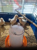 Brahma kriel kuikens Isabel en goudpatrijs, Dieren en Toebehoren, Pluimvee
