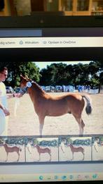 New Foresthengstveulen, Dieren en Toebehoren, Pony's, Niet van toepassing, 0 tot 2 jaar, Hengst, Gechipt