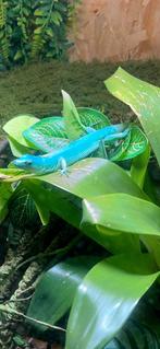 Gastropholis prasina. Male 2 ans, Dieren en Toebehoren, Reptielen en Amfibieën | Toebehoren, Ophalen