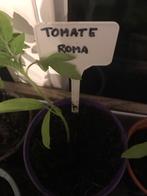 Plant de tomates Roma