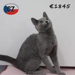 Blauwe Rus - kattinnetje te koop, Dieren en Toebehoren, Poes, Gechipt, 0 tot 2 jaar