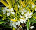 Choisya Azteck gold-goudgeel blad-bijen en vlinderplant!, Ophalen of Verzenden