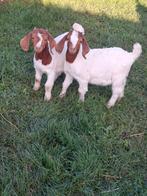 Boergeit, Dieren en Toebehoren, Schapen, Geiten en Varkens