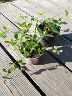 Maagdenpalm, Tuin en Terras, Planten | Tuinplanten, Ophalen, Bodembedekkers, Volle zon, Vaste plant