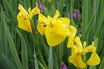 Iris, Ophalen, Nieuw