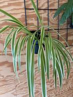 Kamerplant graslelie, Huis en Inrichting, Kamerplanten, Ophalen