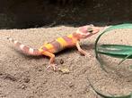 Luipaardgekko’s, Hagedis, 0 tot 2 jaar