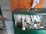 Sijsjes, Dieren en Toebehoren, Vogels | Kanaries