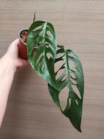 Monstera adansonii laniata, Enlèvement ou Envoi