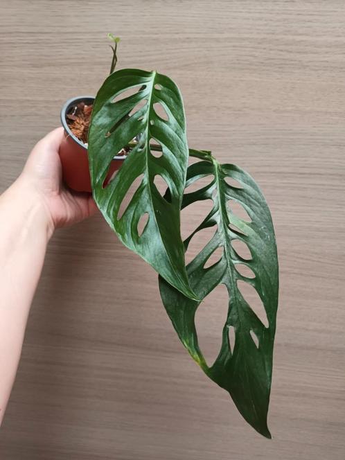 Monstera adansonii laniata, Maison & Meubles, Plantes d'intérieur, Enlèvement ou Envoi