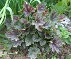 Heuchera en Hosta, Ophalen of Verzenden, Vaste plant