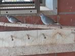 Diamantduif, Dieren en Toebehoren, Vogels | Duiven, Meerdere dieren, Overige soorten