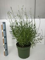 Lavendels rechtstreeks van uit de serre (grote pot), Ophalen