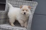 Chow-chow pups nieuw nestje, Dieren en Toebehoren, België, Keeshond, 8 tot 15 weken, Meerdere