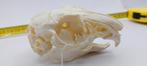 Konijnenscheder met pathologie: rariteitenkabinet, Ophalen of Verzenden, Schedel