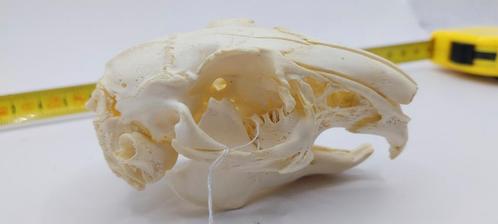 Konijnenscheder met pathologie: rariteitenkabinet, Verzamelen, Dierenverzamelingen, Schedel, Ophalen of Verzenden
