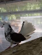 Gekleurde pauwstaarten, Dieren en Toebehoren, Vogels | Duiven