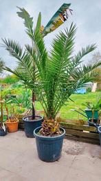 Phoenix canariensis, dadelpalm, Ophalen of Verzenden