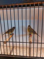 Koppel raza kanaries, Dieren en Toebehoren, Vogels | Kanaries, Meerdere dieren, Zangkanarie