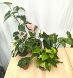 kamerplanten 5st voor 35 euro, Ophalen, Halfschaduw, In pot, Minder dan 100 cm