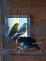 Blauw bonte kakariki, Dieren en Toebehoren, Vogels | Overige Vogels