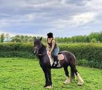 2 prachtige merries, Dieren en Toebehoren, Paarden, Minder dan 160 cm, Zadelmak, 11 jaar of ouder, Recreatiepaard