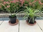 Planten o.a. graslelie, Huis en Inrichting, Kamerplanten, Ophalen