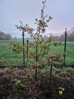 Zaailingen eik, Ophalen of Verzenden, 100 tot 250 cm