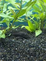 Pleco's 10tal beschikbaar 6a7 cm, Dieren en Toebehoren, Vissen | Aquariumvissen