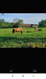 Pension prairie Tournai prairie période estivale, Animaux & Accessoires, Box & Pâturages, Pâturage, 4 chevaux ou poneys ou plus