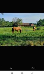 Pension prairie Tournai prairie période estivale, 4 paarden of pony's of meer, Weidegang