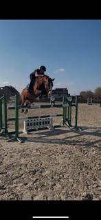 Brave merrie, Dieren en Toebehoren, Merrie