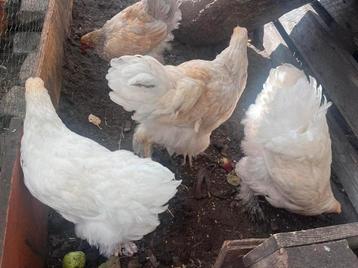 Brahma en red island hennen beschikbaar voor biedingen