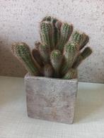 Cactussen, Huis en Inrichting, Kamerplanten, Cactus, Minder dan 100 cm, Halfschaduw, In pot