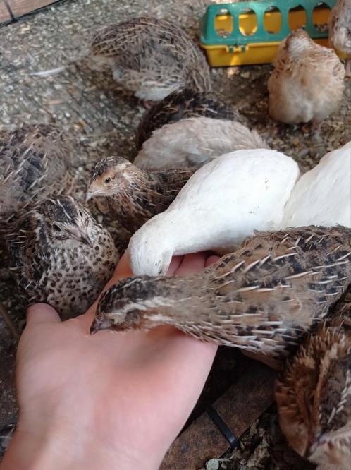 Japanse Kwartel Hennen, Dieren en Toebehoren, Pluimvee