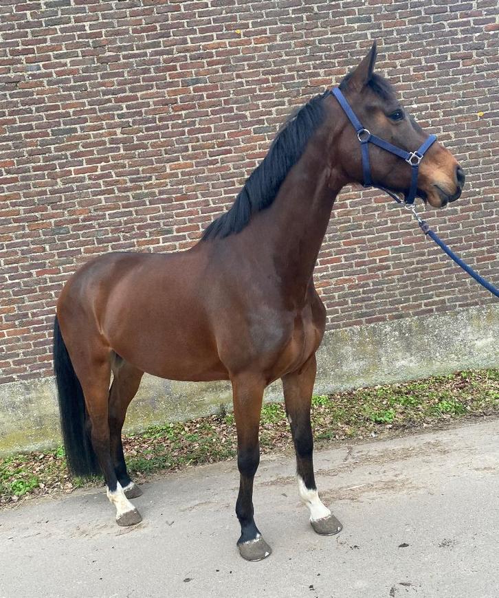 7 jarige spring ruin te koop, Animaux & Accessoires, Chevaux, Hongre, 165 à 170 cm, 7 à 10 ans, Cheval de saut