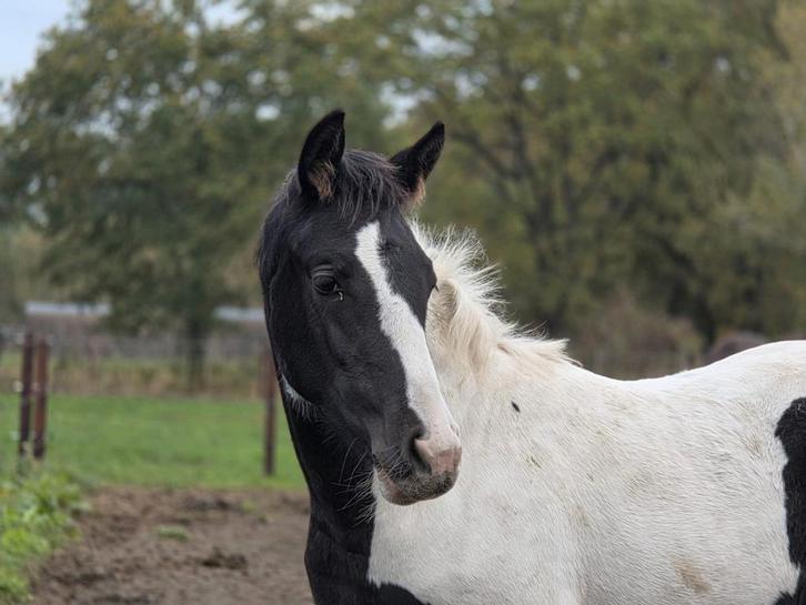 Supertof allround merrieveulen, Dieren en Toebehoren, Pony's, Merrie, Onbeleerd, 0 tot 2 jaar, Met stamboom, Gechipt, Ontwormd