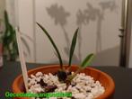 Orchidée Oececlades angustifolia, Enlèvement ou Envoi