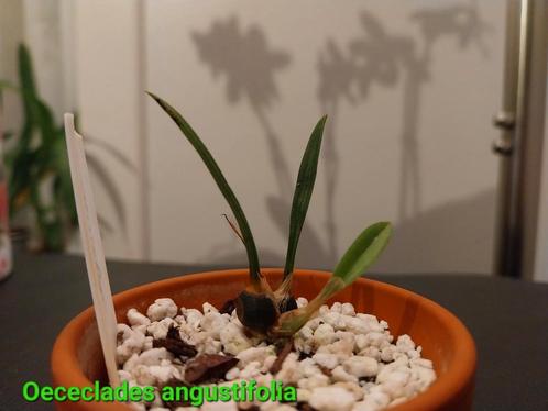 Orchidée Oececlades angustifolia, Maison & Meubles, Plantes d'intérieur, Enlèvement ou Envoi