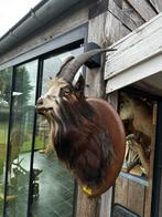 Taxidermie geit, Ophalen of Verzenden