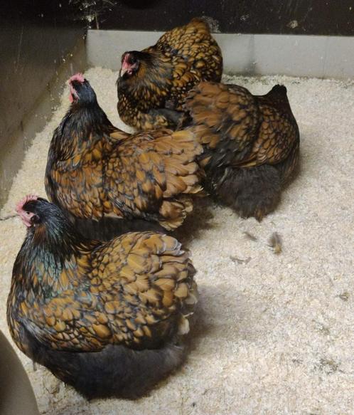 Orpington, uitkom 11 mei - te reserveren, Dieren en Toebehoren, Pluimvee