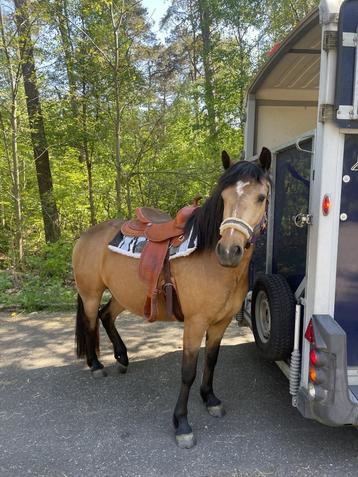 Buitenritten te paard - wandelingen - lessen paardrijden  beschikbaar voor biedingen