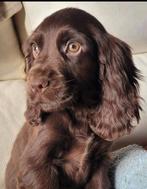 Engelse cocker pups reuke Ouders DNA GETEST, Dieren en Toebehoren, Honden | Retrievers, Spaniëls en Waterhonden, Parvo, België