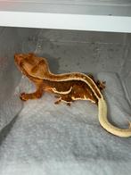 Red lilly white wimpergekko 1.0, Dieren en Toebehoren, Reptielen en Amfibieën